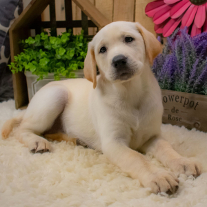 Labrador Retriever Puppy Paige
