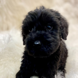 Labradoodle Puppy Barron