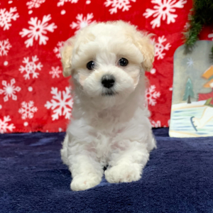 Maltipoo Puppy Diamond