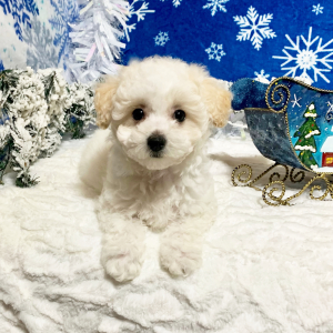 Maltipoo Puppy Diamond