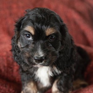 Cockapoo Puppy Joshie