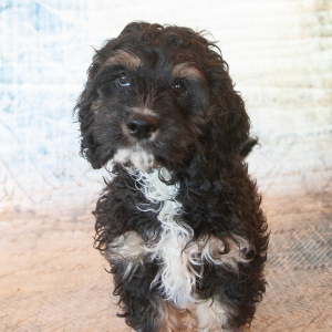 Cockapoo Puppy Joshie