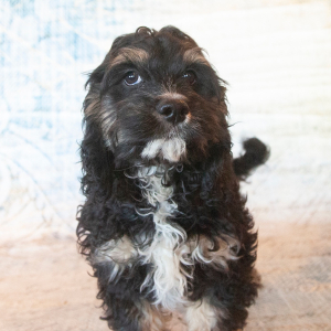 Cockapoo Puppy Joshie