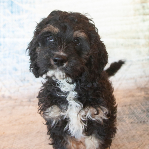Cockapoo Puppy Joshie