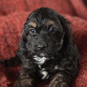 Cockapoo Puppy Evie