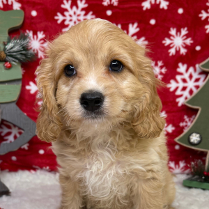 Cavapoo Puppy Atticus