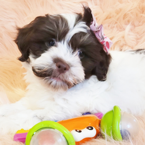 Havanese Puppy Serena