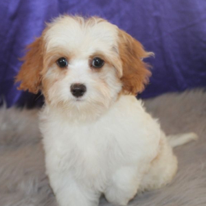 Cavapoo Puppy Sophie