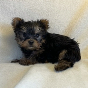 Yorkshire Terrier Puppy Duke