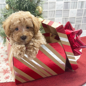 Poodle Puppy Forest