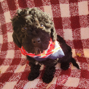 Goldendoodle Puppy Phenonix