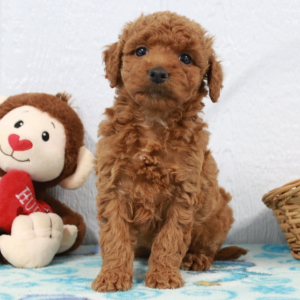 Labradoodle Puppy Tundra