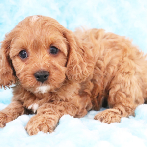 Cavapoo Puppy Starlight
