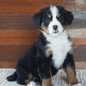 Bernese Mountain Dog Puppy Jada