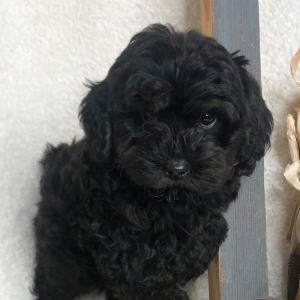 Bernedoodle Puppy Ella