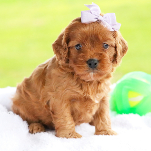 Cavapoo Puppy Nora