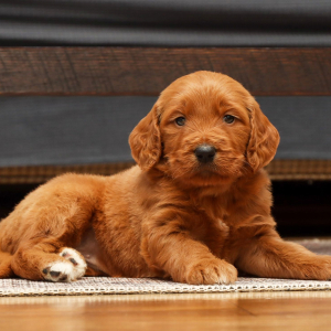 Goldendoodle Puppy Taylor