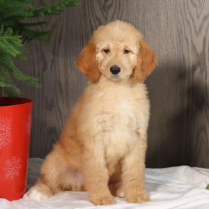Goldendoodle Puppy Victoria