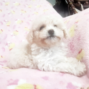 Poodle Puppy Tiny