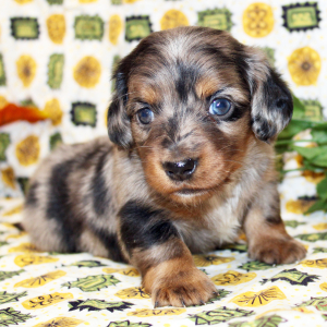 Dachshund Puppy Inka