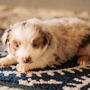 Miniature American Shepherd Puppy Jake