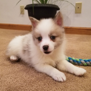 Pomsky Puppy Charlotte