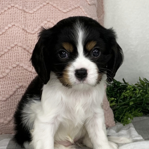 Cavalier King Charles Spaniel Puppy Kristen