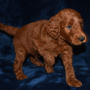 Labradoodle Puppy Remi
