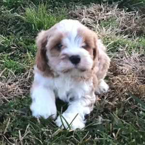 Cavapoo Puppy Milan