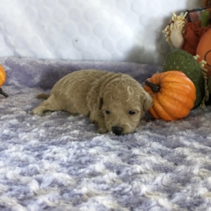 Bichonpoo Puppy Sandy