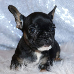 French Bulldog Puppy Jenny