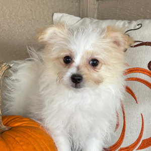 Pomapoo Puppy Sonny