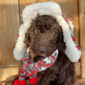 Labradoodle Puppy Opal