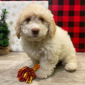 Labradoodle Puppy Tilda