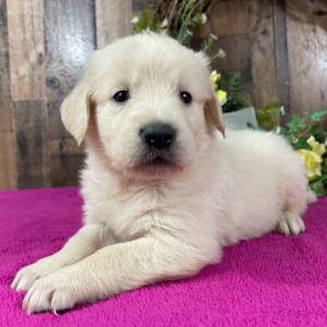 Golden Retriever Puppy Adam