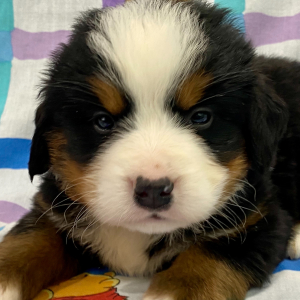 Bernese Mountain Dog Puppy Everett