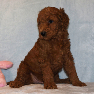 Poodle Puppy Eddie