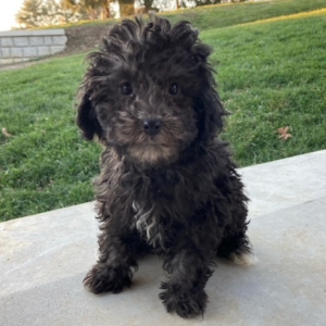 Poodle Puppy Amy
