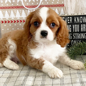 Cavalier King Charles Spaniel Puppy Percy