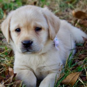 Labrador Retriever Puppy Ariel