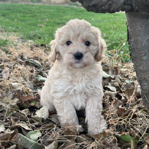 Labradoodle Puppy Chief