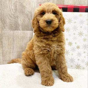 Goldendoodle Puppy Milo