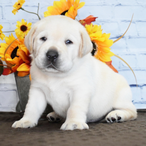 Labrador Retriever Puppy Tex