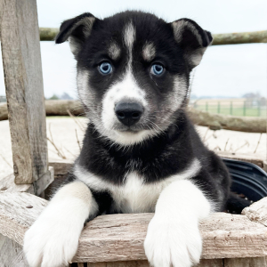 Siberian Husky Puppy Elvin
