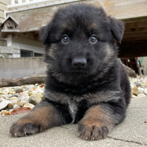 German Shepherd Dog Puppy Sam
