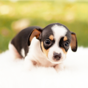 Chiweenie Puppy Boone