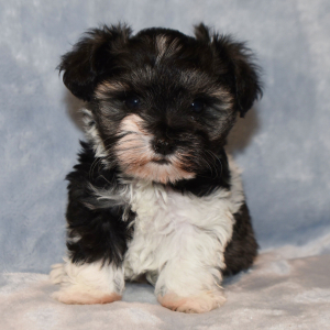 Miniature Schnauzer Puppy Ava