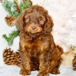 Cockapoo Puppy Noah
