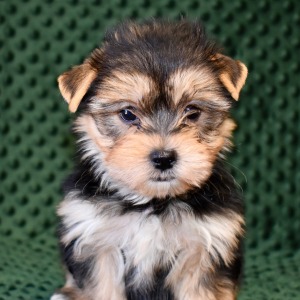 Morkie Puppy Koda