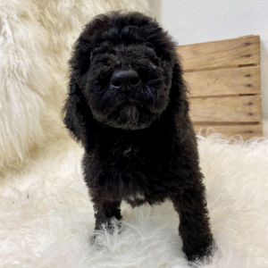 Springerdoodle Puppy Deon